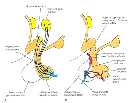 The hypothalamus II - Medical eBooks - Free High Quality Medical Ebooks